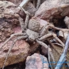 Sicarius ornatus
