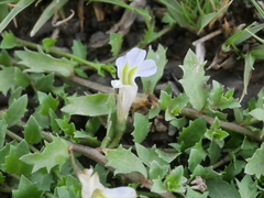 Lobelia thermalis