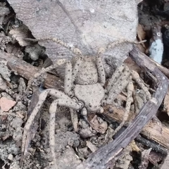 Sicarius ornatus