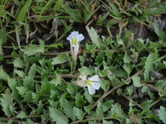 Lobelia thermalis