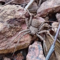 Sicarius ornatus