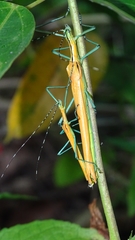 Tithonophasma tithonus