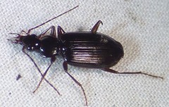 Platynus cincticollis