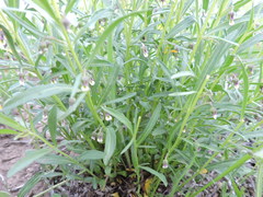 Pombalia verticillata