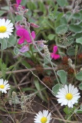 Tephrosia lindheimeri