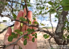 Pithecellobium diversifolium