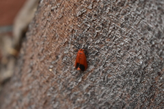 Phauda flammans