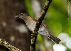 Turdus leucomelas