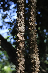 Zanthoxylum asiaticum