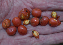 Ganophyllum falcatum