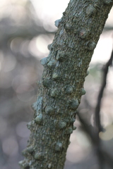 Zanthoxylum asiaticum