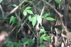 Zanthoxylum asiaticum