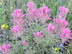Castilleja purpurea