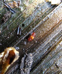 Micropeplus