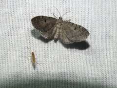 Eupithecia virgaureata