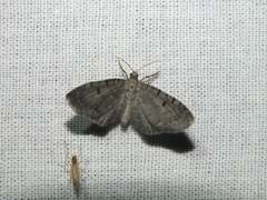 Eupithecia virgaureata