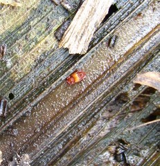 Micropeplus