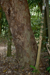 Ganophyllum falcatum