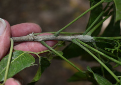 Ganophyllum falcatum