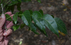 Ganophyllum falcatum
