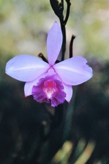 Epistephium parviflorum