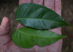 Ganophyllum falcatum