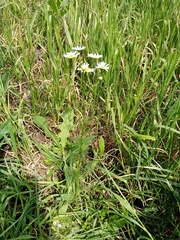 Tripleurospermum inodorum