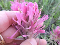 Castilleja purpurea