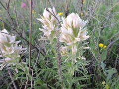 Castilleja purpurea