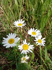 Tripleurospermum inodorum
