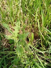 Tripleurospermum inodorum