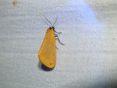 Setina irrorella