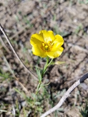 Linum rigidum