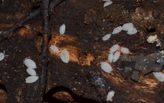 Platyarthrus hoffmannseggii