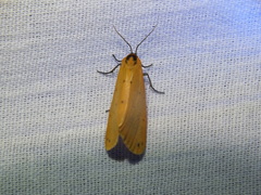 Setina irrorella