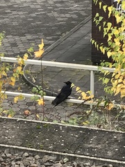 Corvus corone