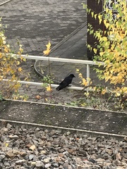 Corvus corone