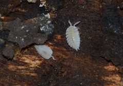 Platyarthrus hoffmannseggii