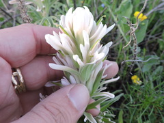 Castilleja purpurea