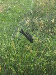 Dicrurus macrocercus