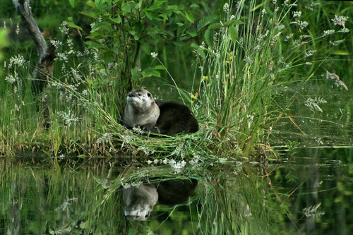 North American River Otter photographed in Washington