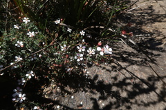 Euryomyrtus ramosissima