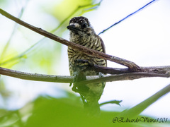 Picumnus exilis pernambucensis