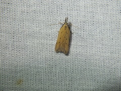 Dichomeris limosellus