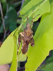 Meropachyini