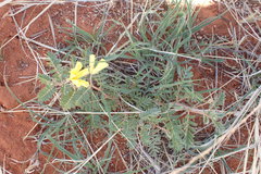 Tribulus zeyheri