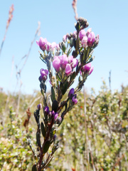 Comesperma retusum
