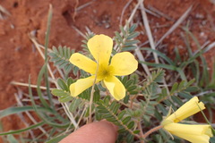 Tribulus zeyheri