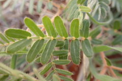 Tribulus zeyheri