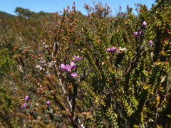 Comesperma retusum